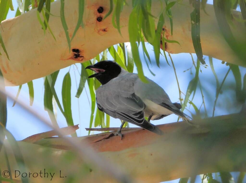 Gray bird with black head perched on a tree branch, mouth open.
