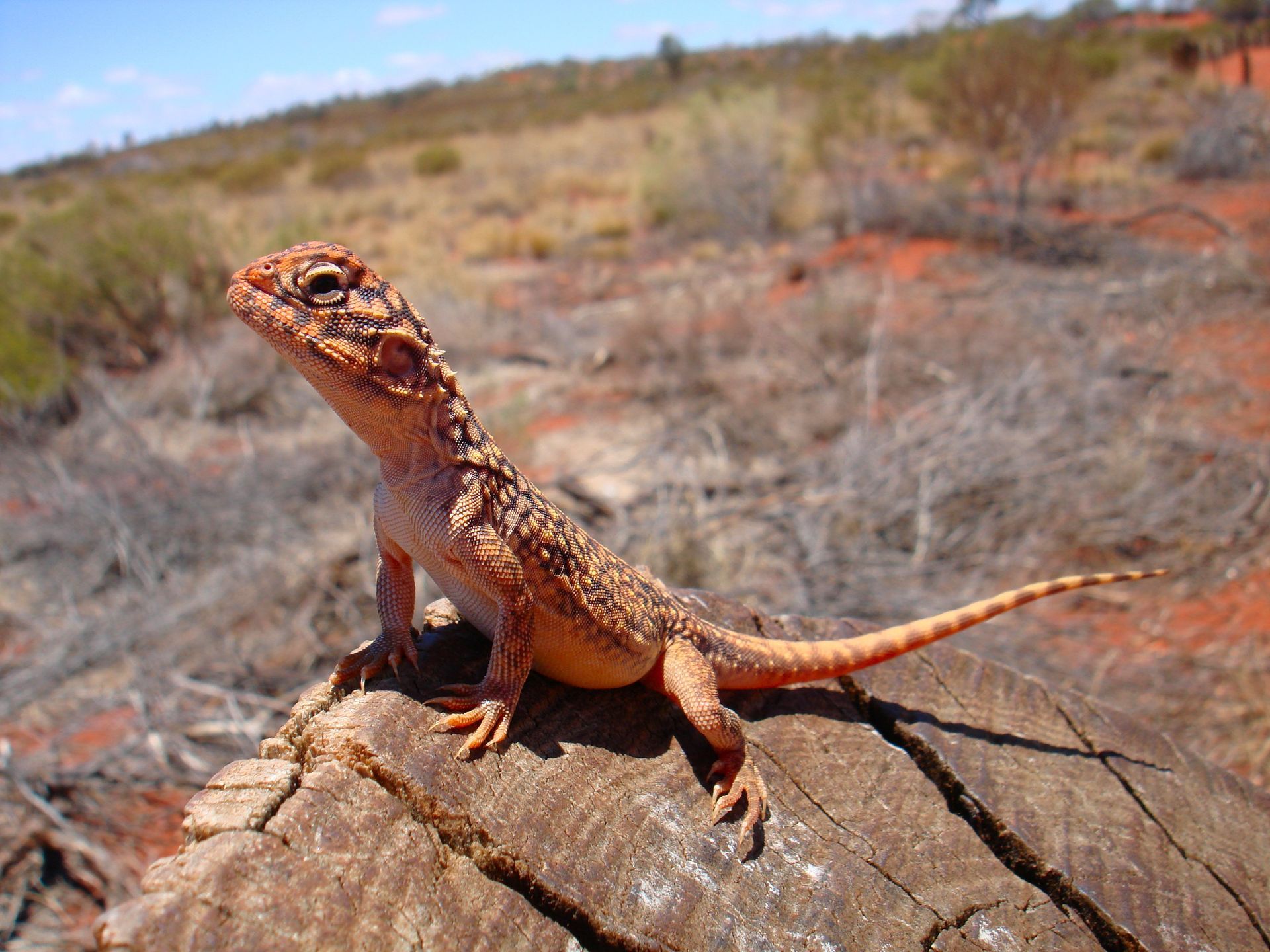 Orange lizard on a weathered log in a dry, red-soiled landscape.