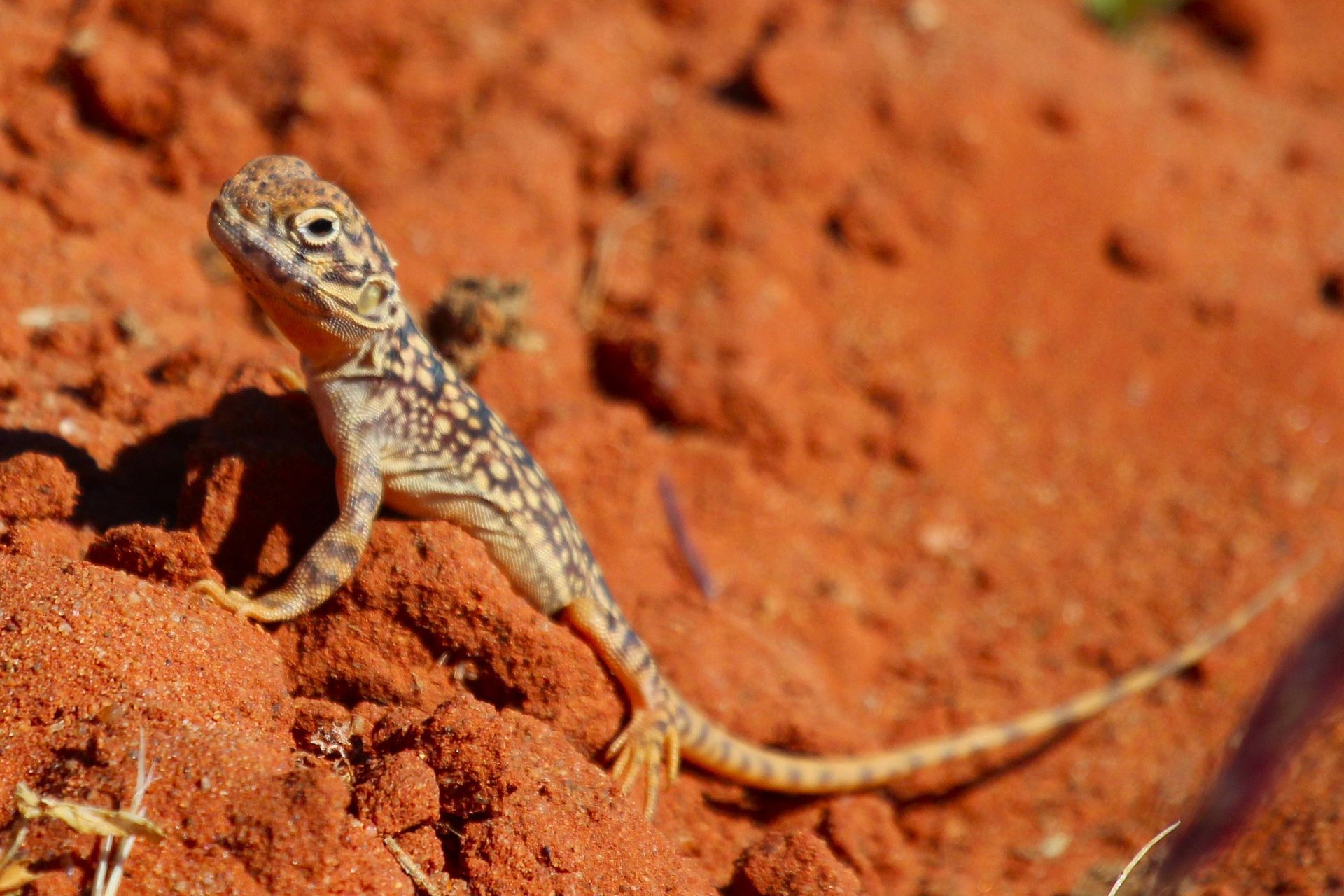 Small lizard with patterned markings on red sand.