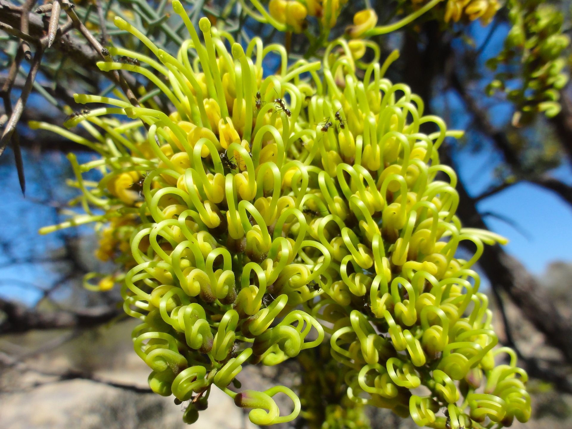 Green, curly flowers of a Grevillea plant against a blurred blue sky.