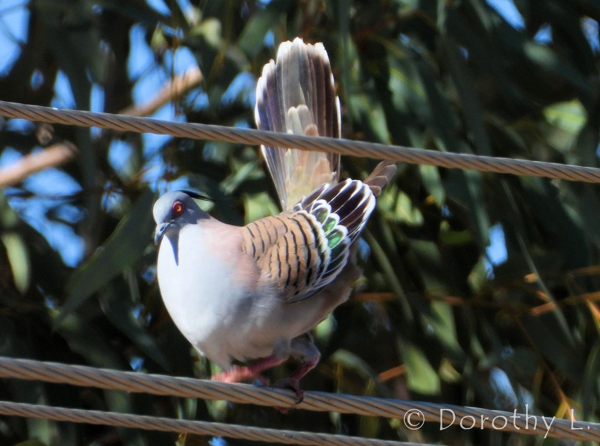 A crested dove with striped wings and fanned tail perched on a wire against a leafy background.