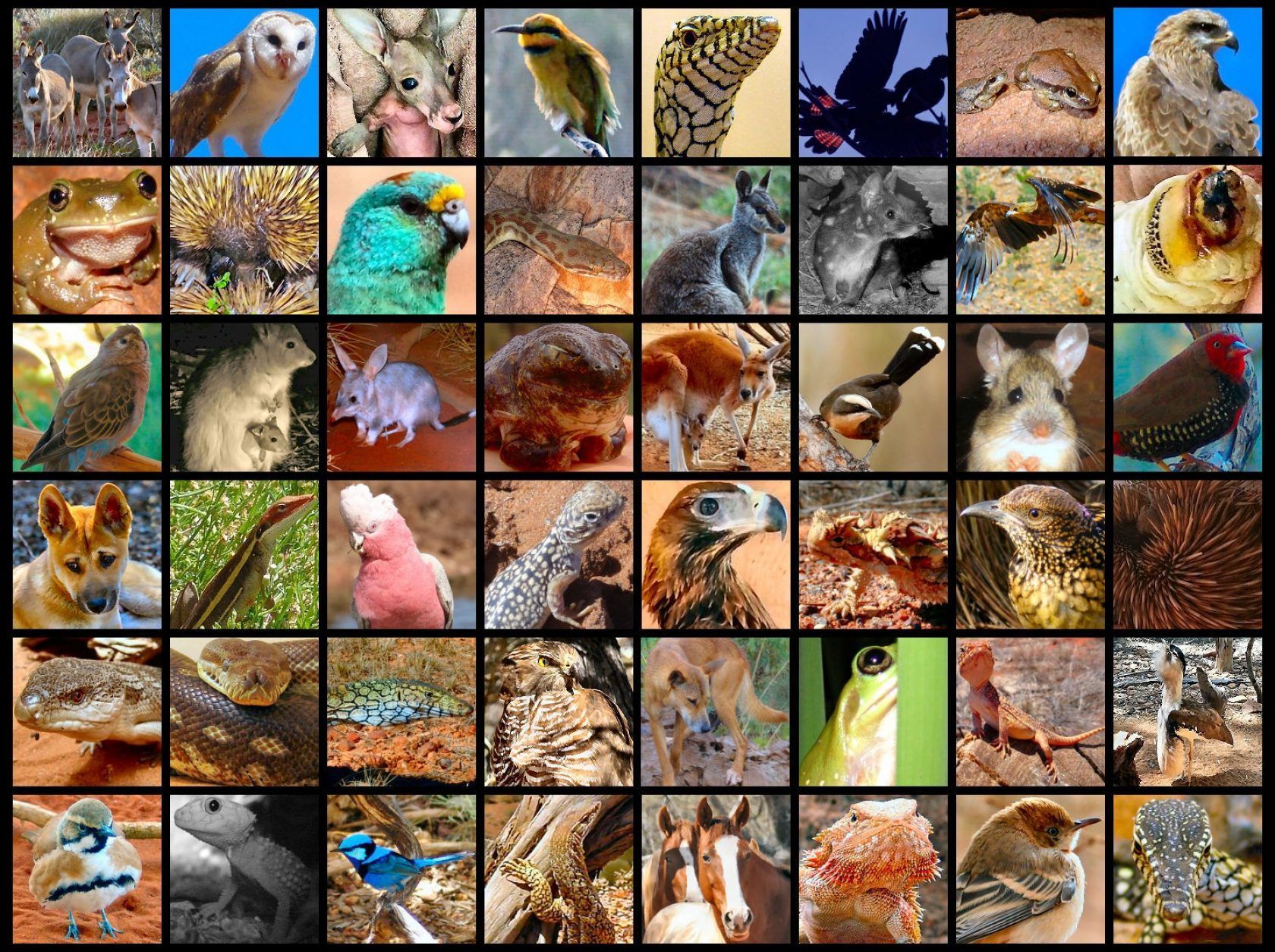 Grid of various Australian animals.