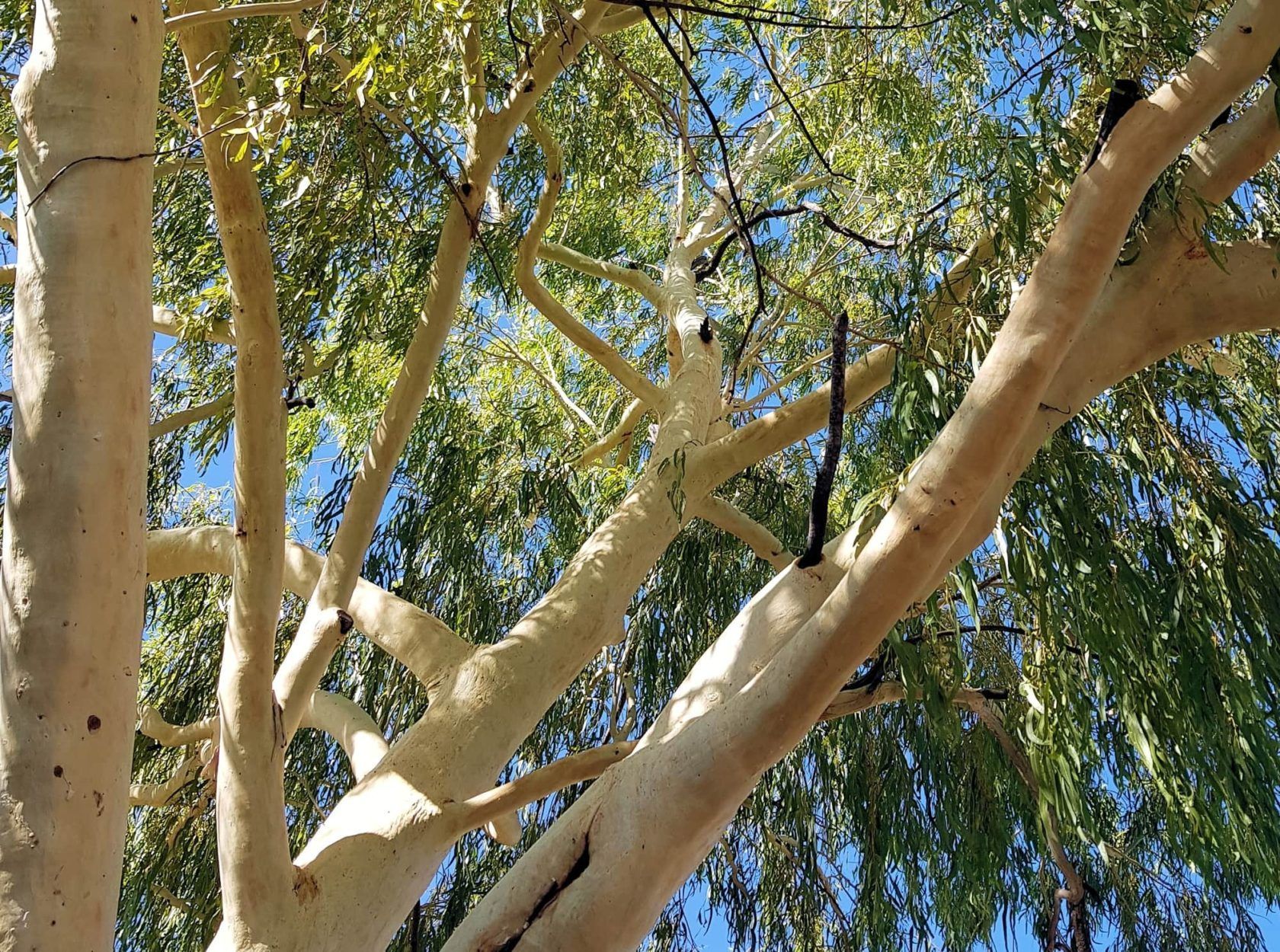 White-trunked eucalyptus tree with green foliage against a blue sky.