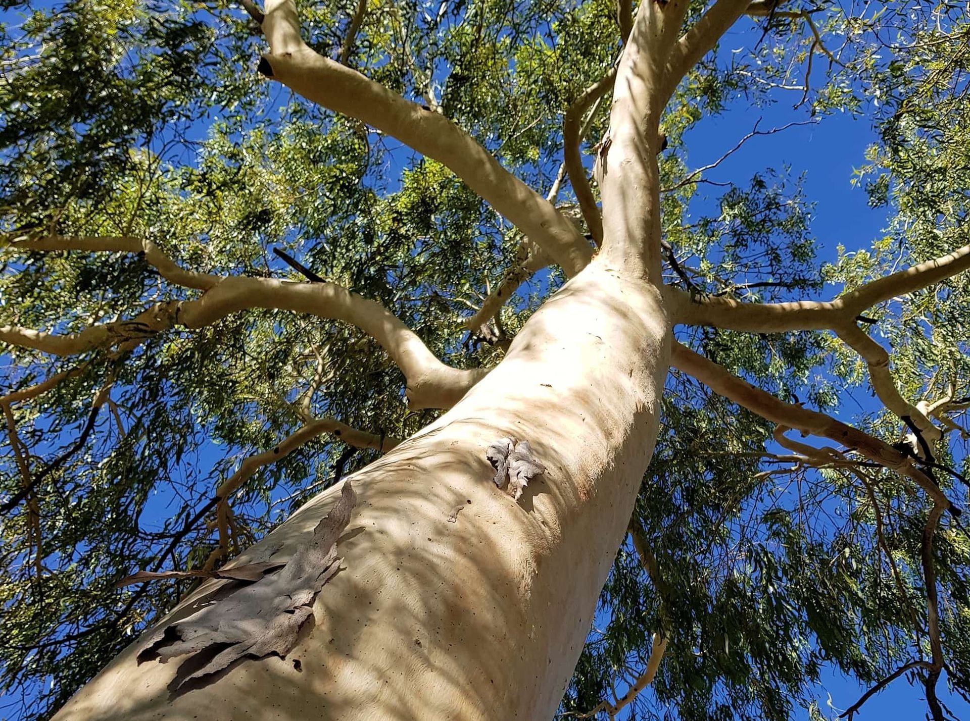 Tall eucalyptus tree with peeling bark, reaching towards a bright blue sky.