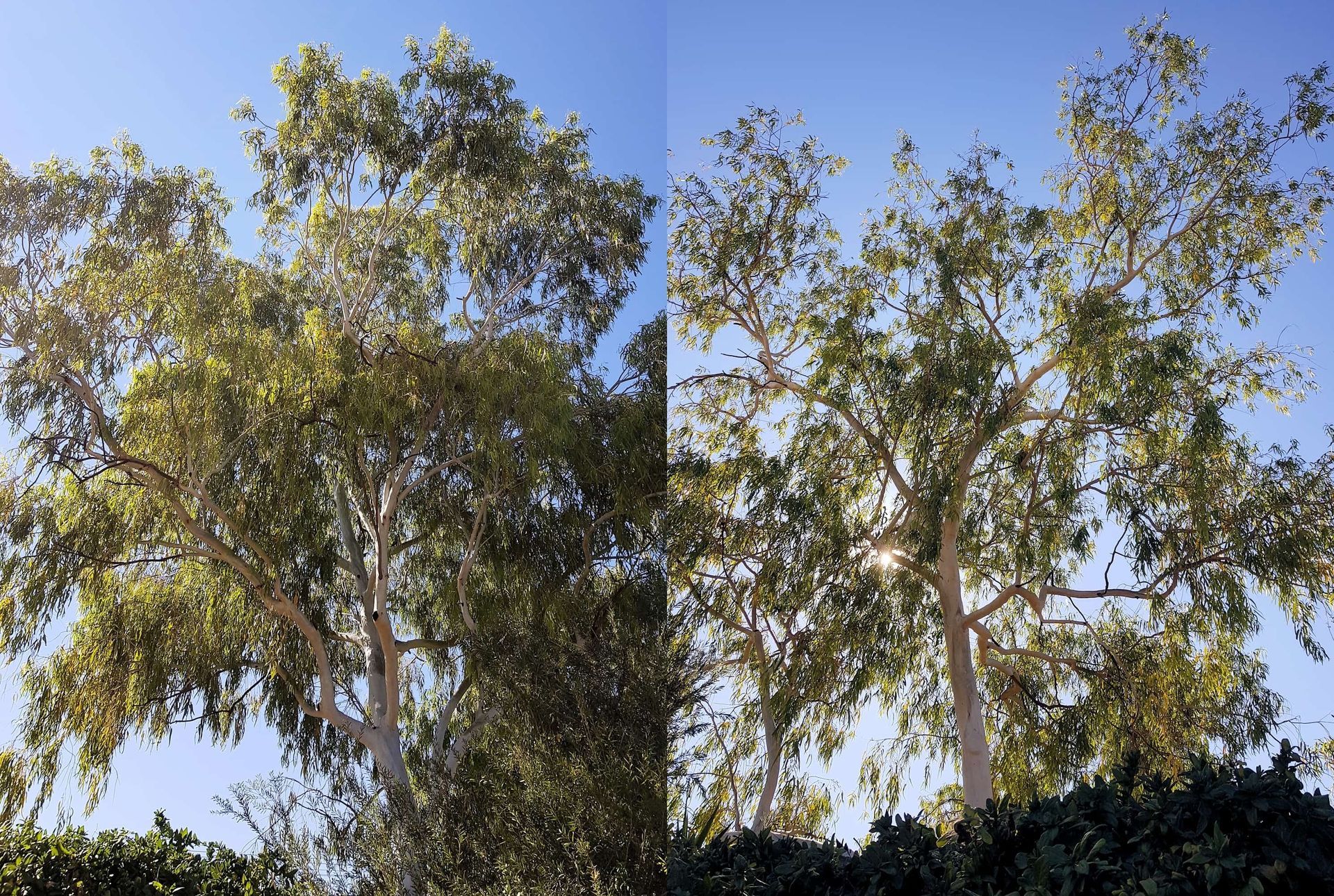 Two trees with light-colored bark and green leaves against a blue sky. Sunlight filters through the branches.