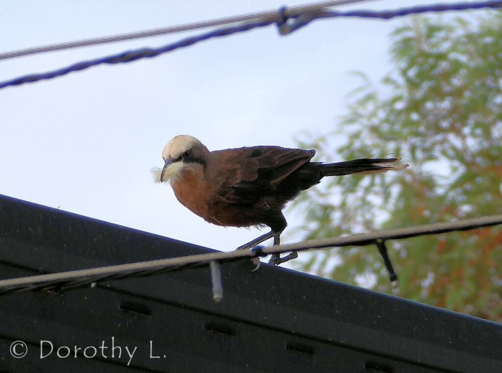 Brown and white bird perched on a black roof, eating a bug, with electrical wires overhead.