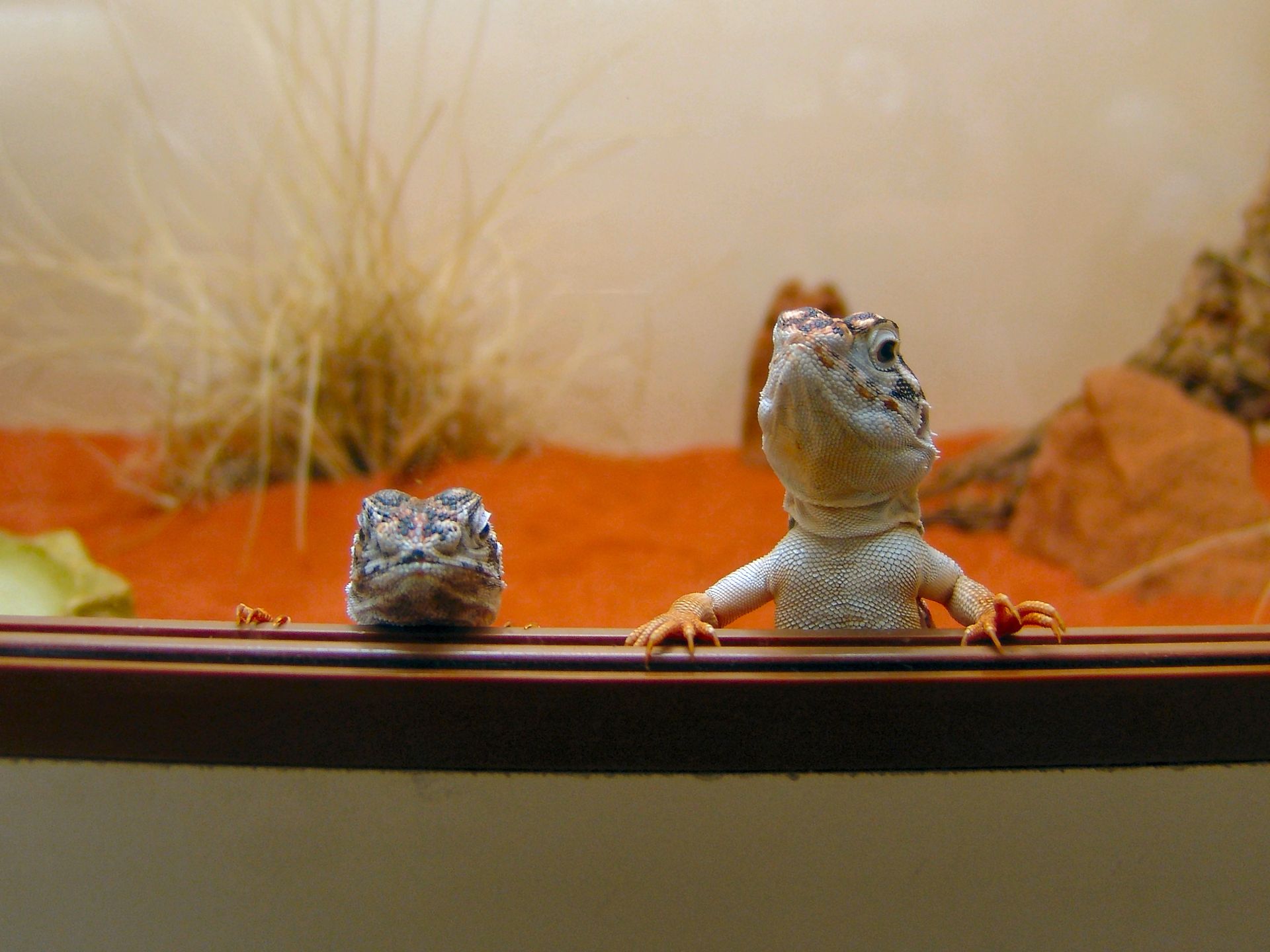 Two lizards peering over a ledge in a terrarium with red sand and plants.