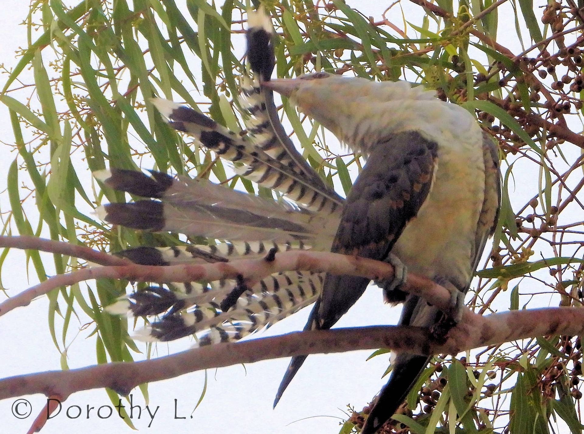 Bird with a long, striped tail perched on a tree branch, looking upwards.