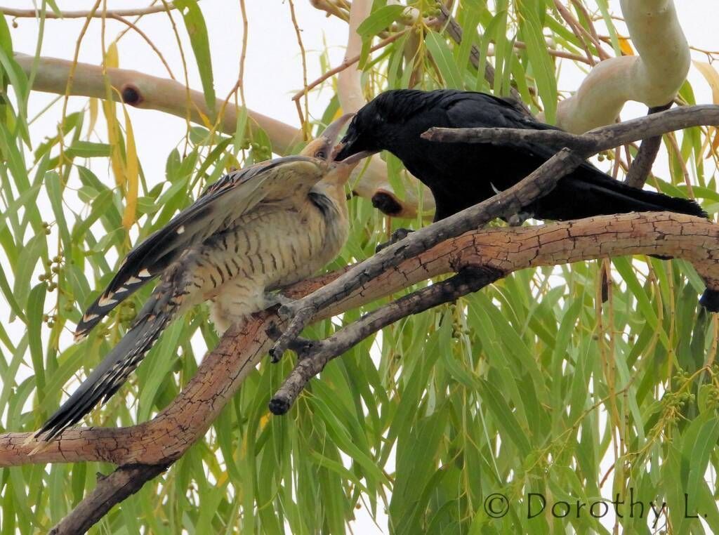 Black bird feeding a pale brown bird with striped chest on a tree branch, surrounded by green leaves.