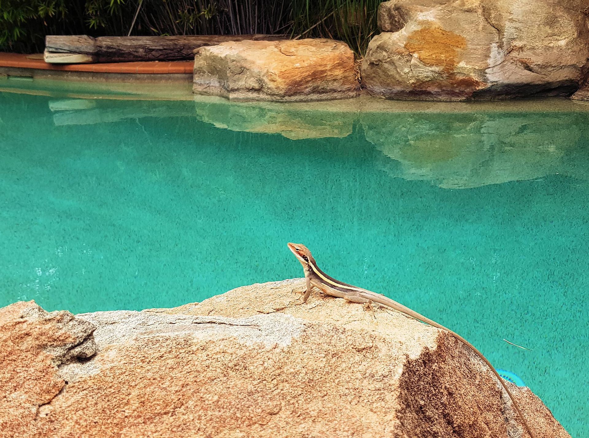 Lizard on a tan rock by turquoise water. Rocks and trees in the background.