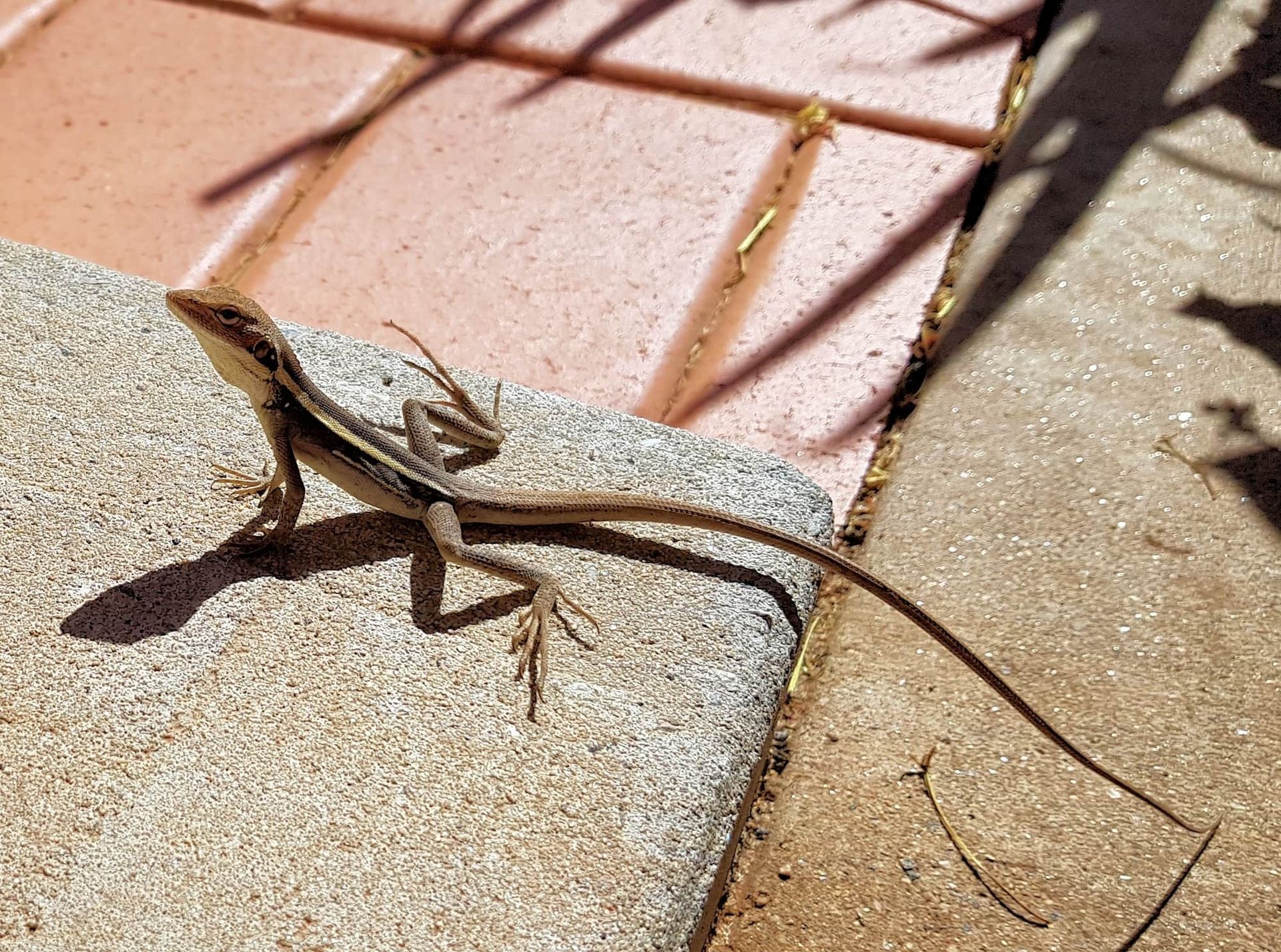 Lizard with long tail on a stone ledge, sunlit, beside red brick.