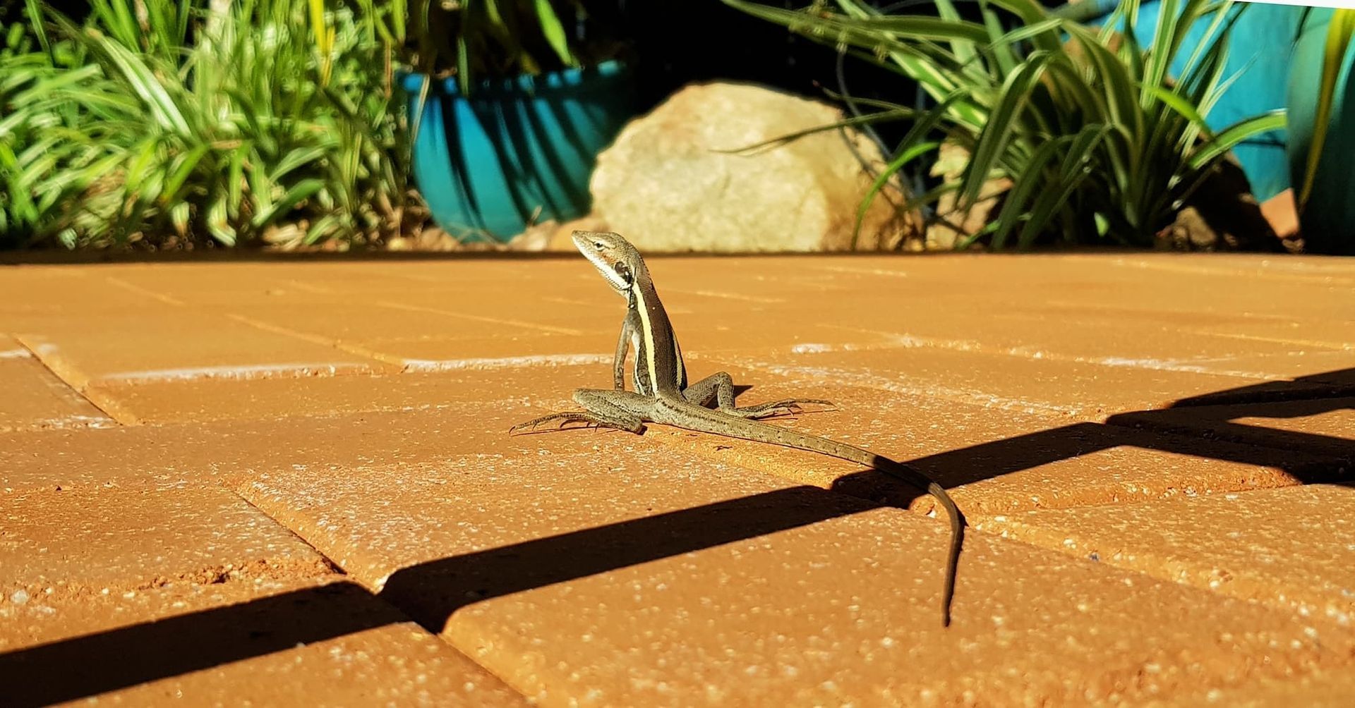 Lizard standing upright on brick patio, sunlit, with shadow, plants in background.