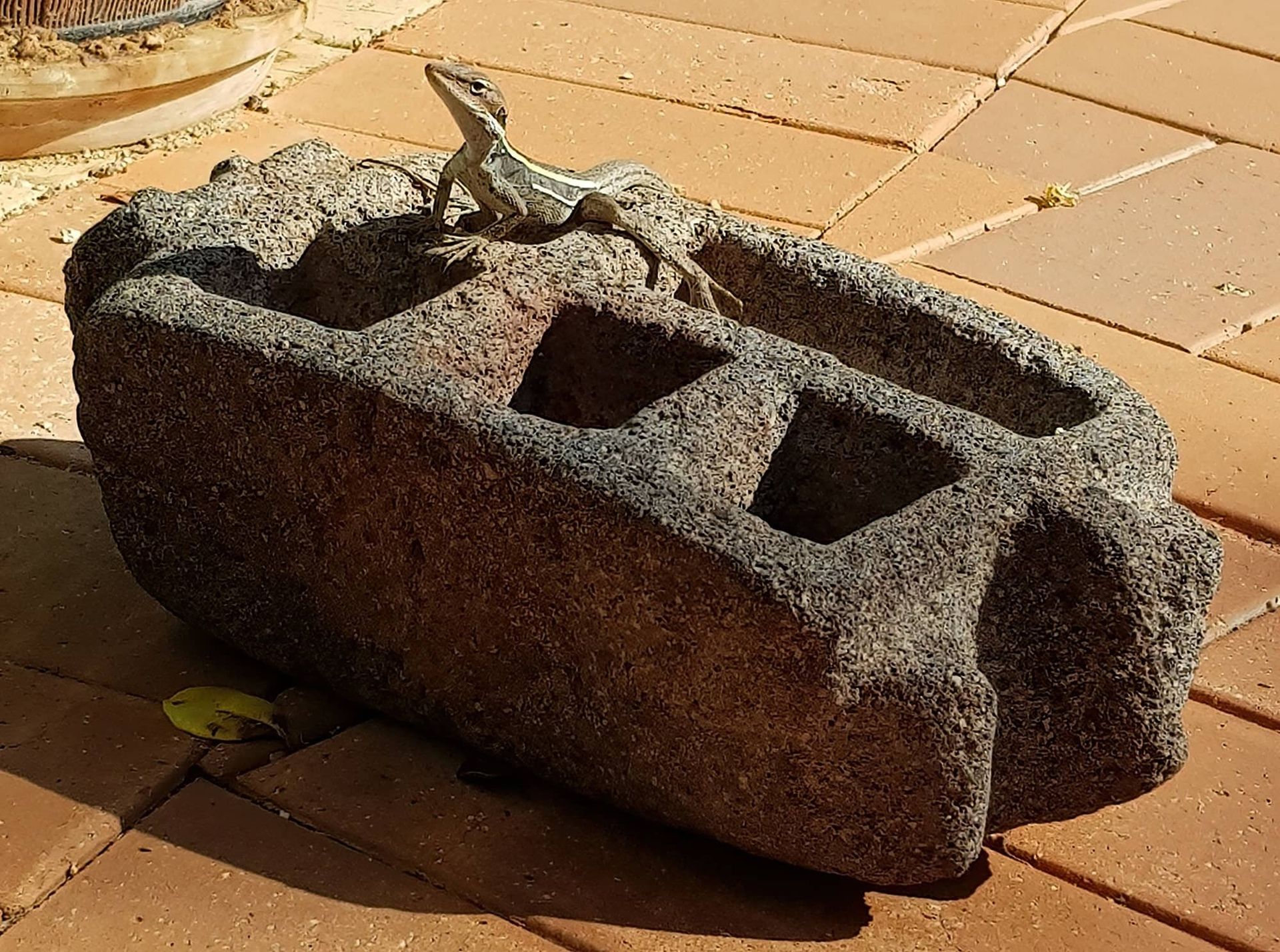 Lizard perched on a weathered, gray concrete block with open holes, resting on red brick.