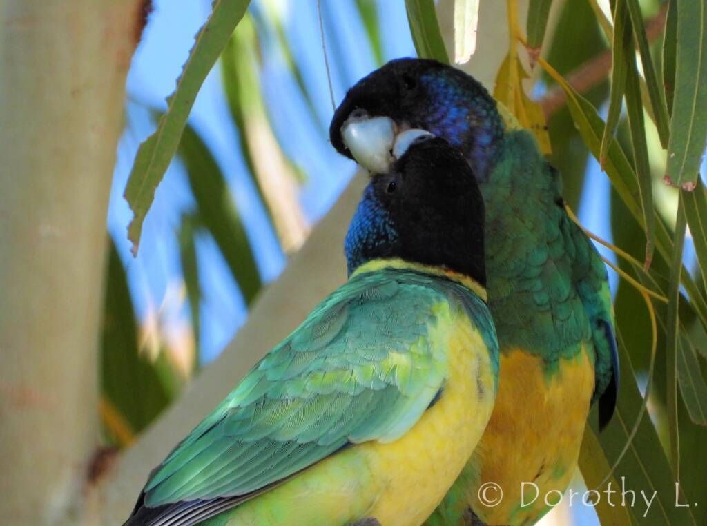 Two colorful parrot birds perched on a tree branch, nuzzling. They have yellow, green, black and blue plumage.