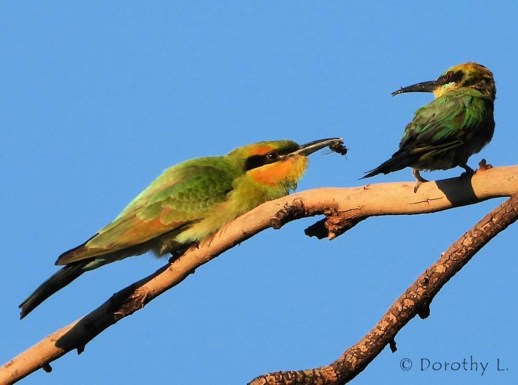 Two colorful bee-eater birds on a branch, one eating an insect, blue sky backdrop.