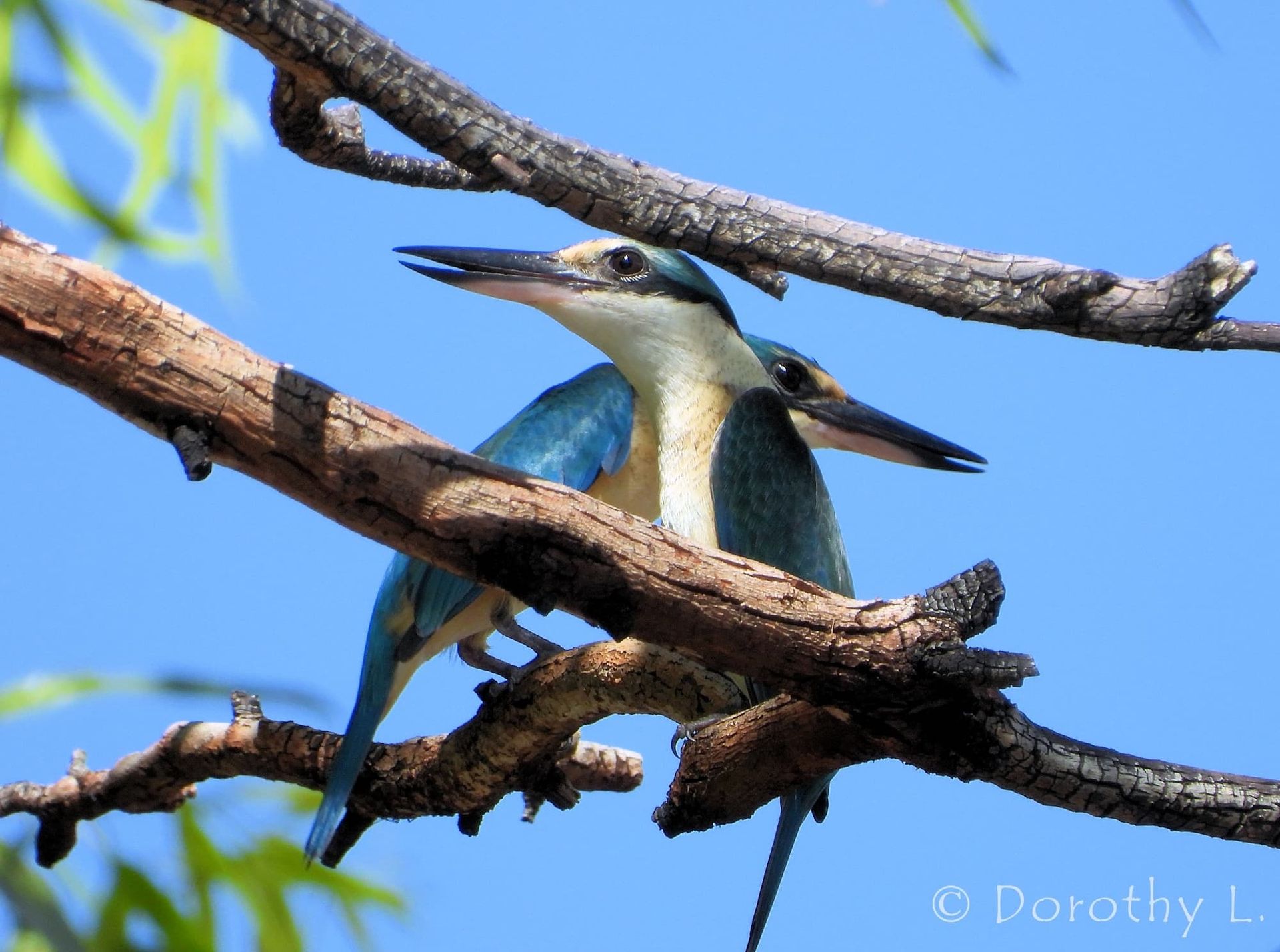 Two azure-colored kookaburras perched on a brown branch against a blue sky.