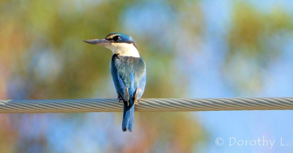 Blue and white sacred kingfisher perched on a wire against a blurred background.