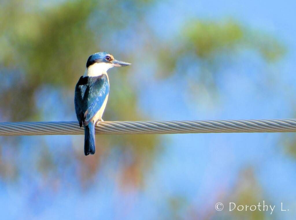 Blue and white kingfisher perched on a wire, with blurred blue and green background.