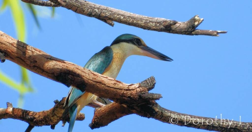 Blue and white bird perched on brown branches against a blue sky.