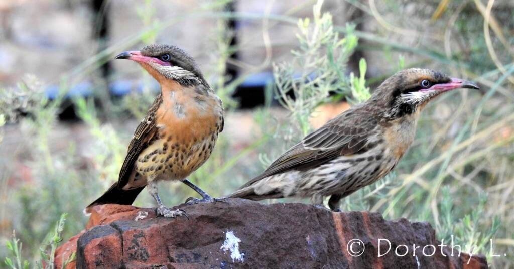 Two birds with patterned brown and tan plumage, pink beaks, perched on a rock.