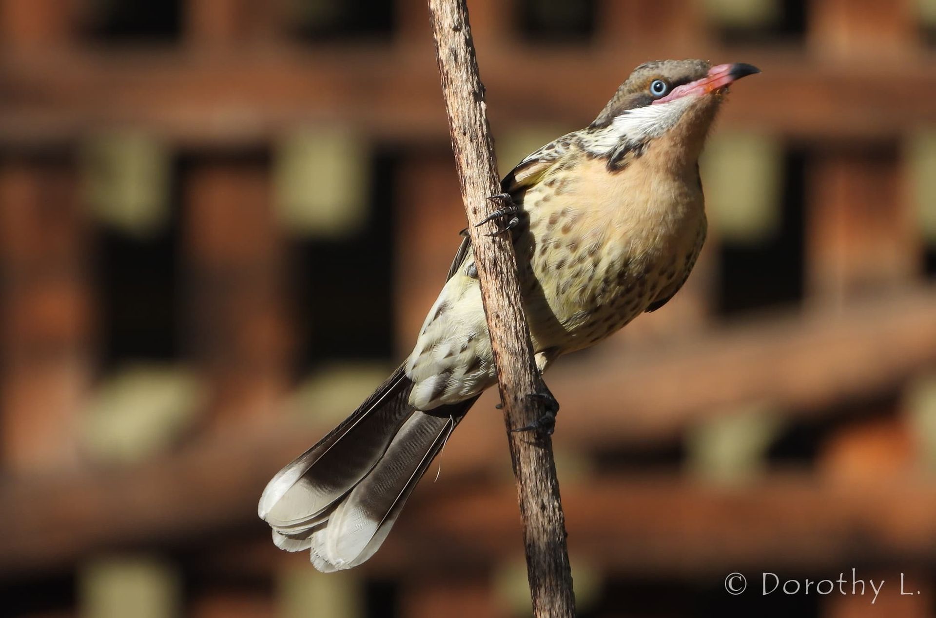Bird with tan chest, patterned back, and white-tipped tail perches on a twig, red beak.
