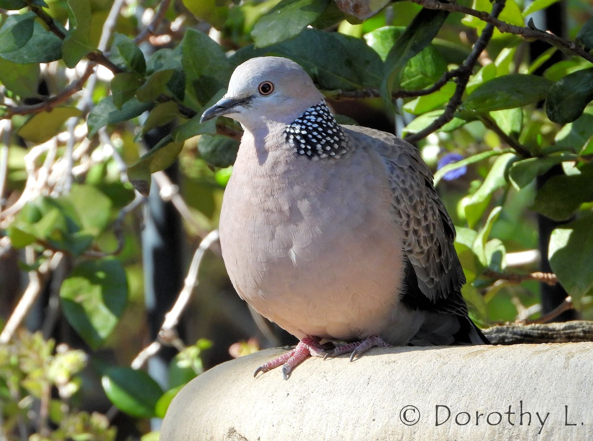 Dove with a spotted neck sits perched on a ledge, surrounded by green foliage.