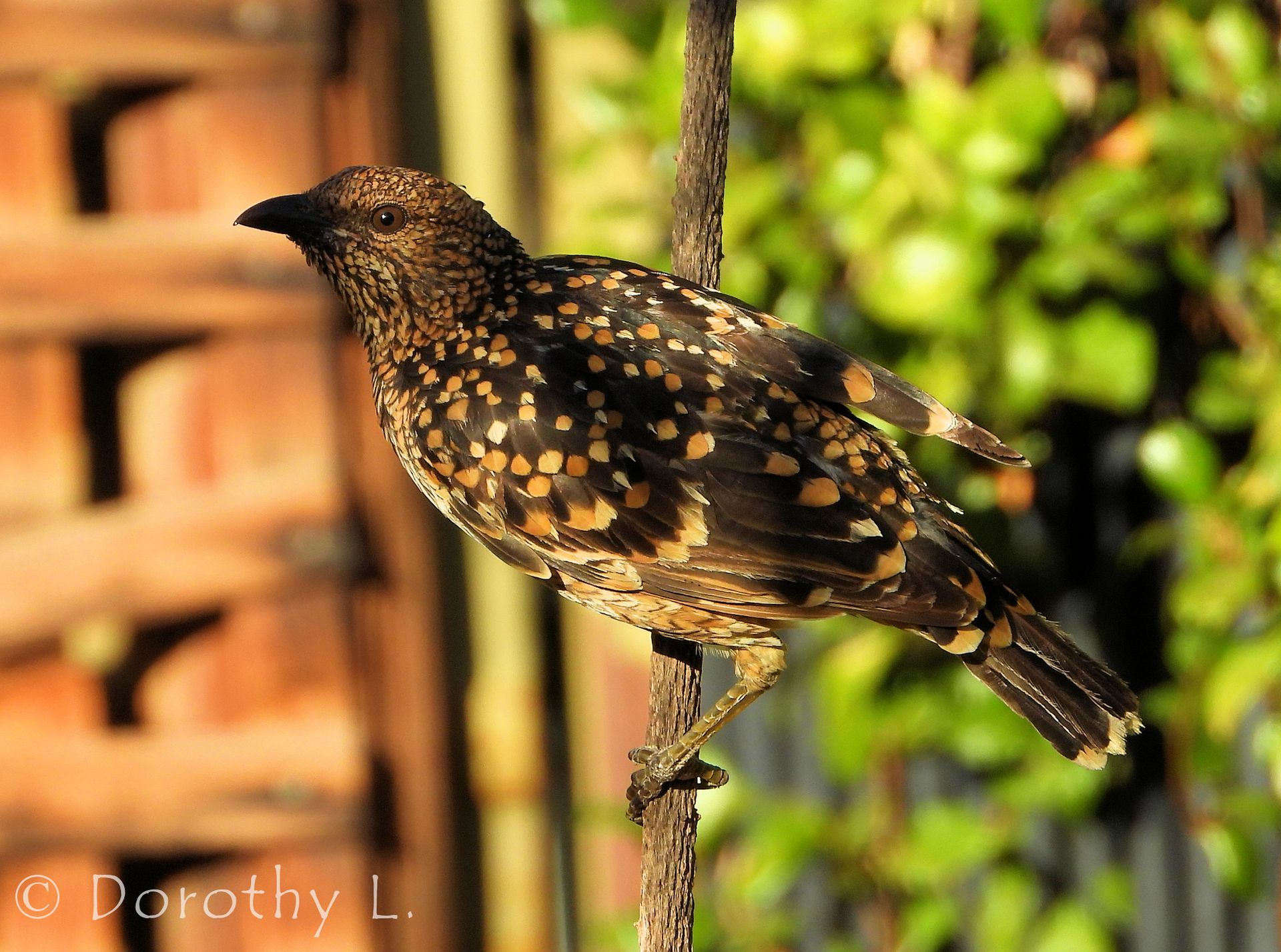 Brown bird with speckled plumage perches on a thin branch, with a blurred green background.