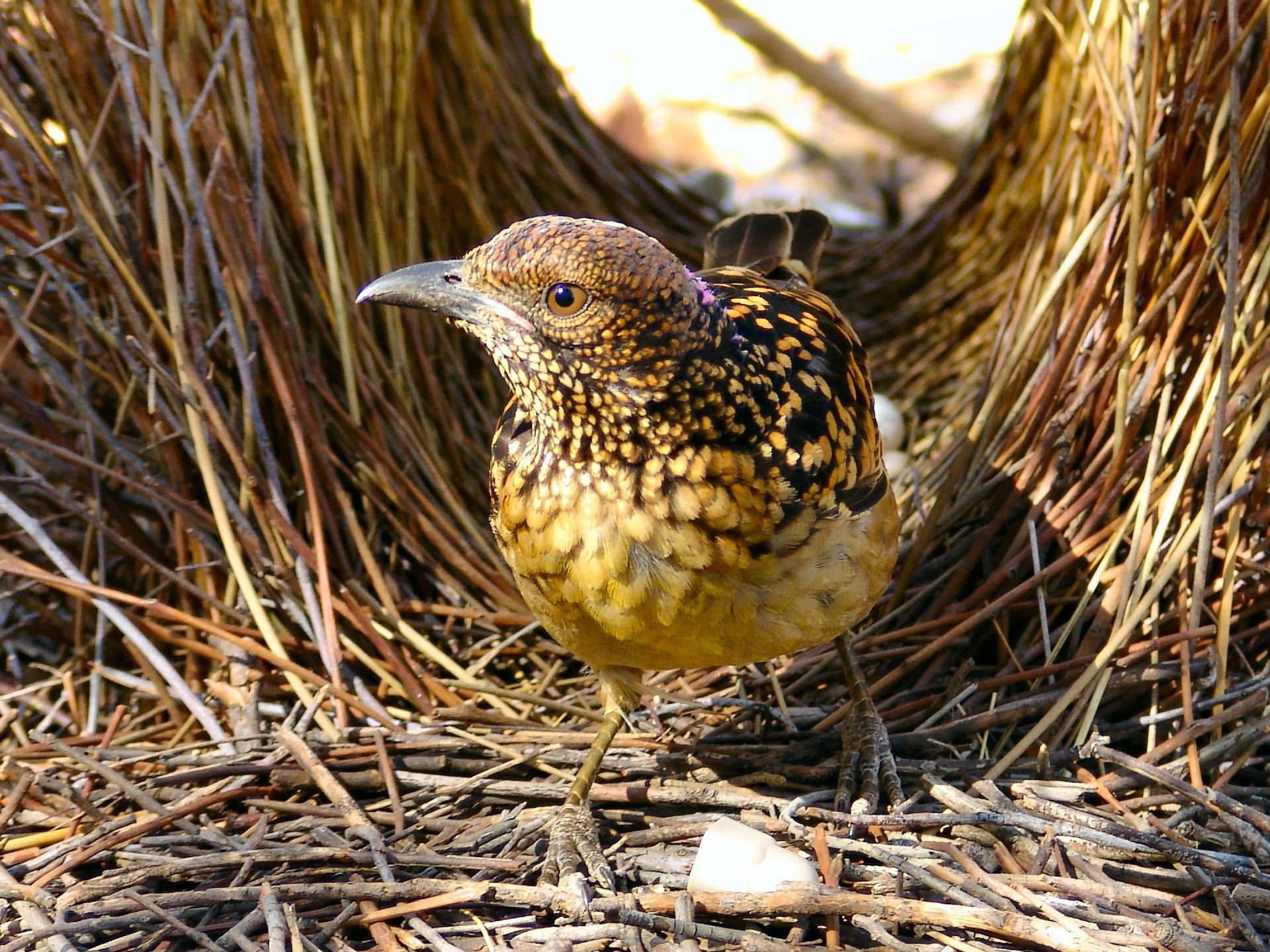 A speckled bird with a yellow breast stands near a nest made of twigs.