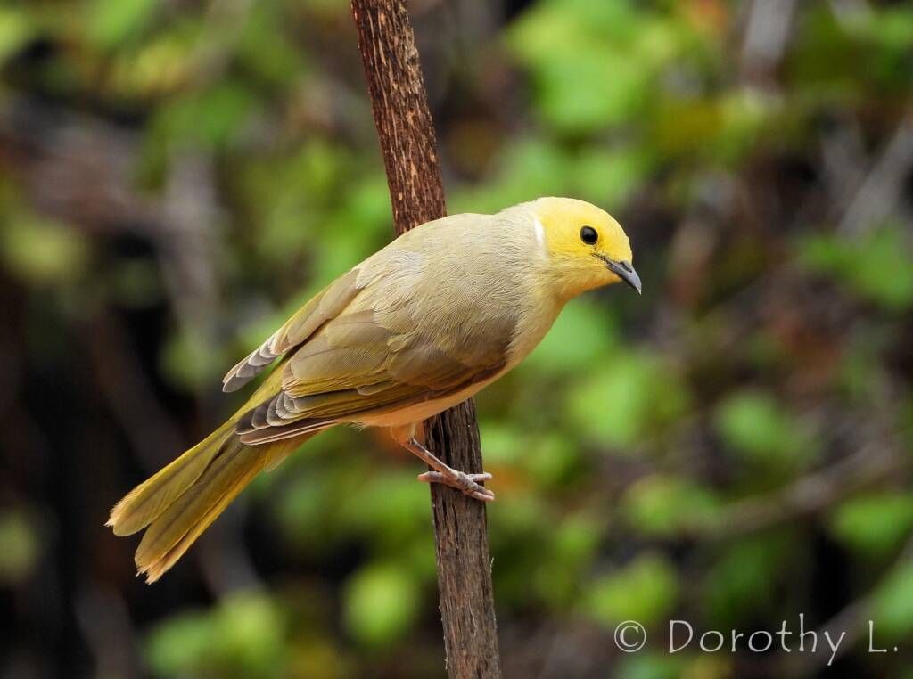 Yellow-faced bird perched on a brown branch, with olive-green body and yellow head.