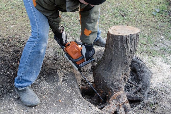 Worker using a chainsaw to cut a tree stump.
