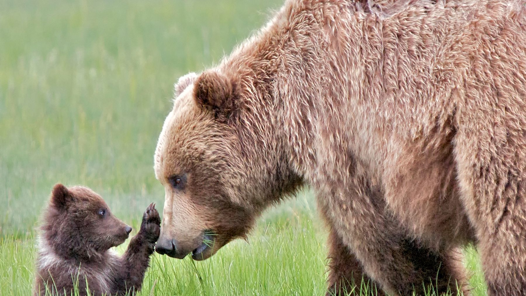 Bear cub touching noses with a large brown bear in green grass