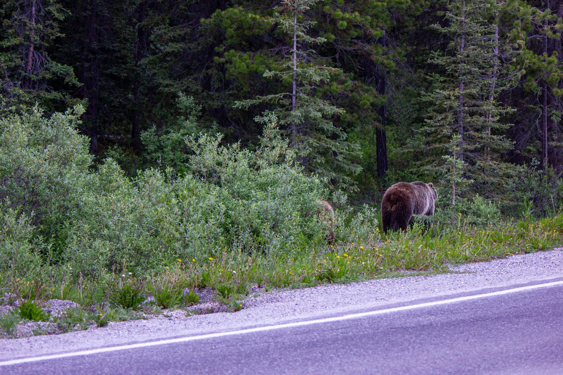 Bear standing by roadside in dense forest greenery