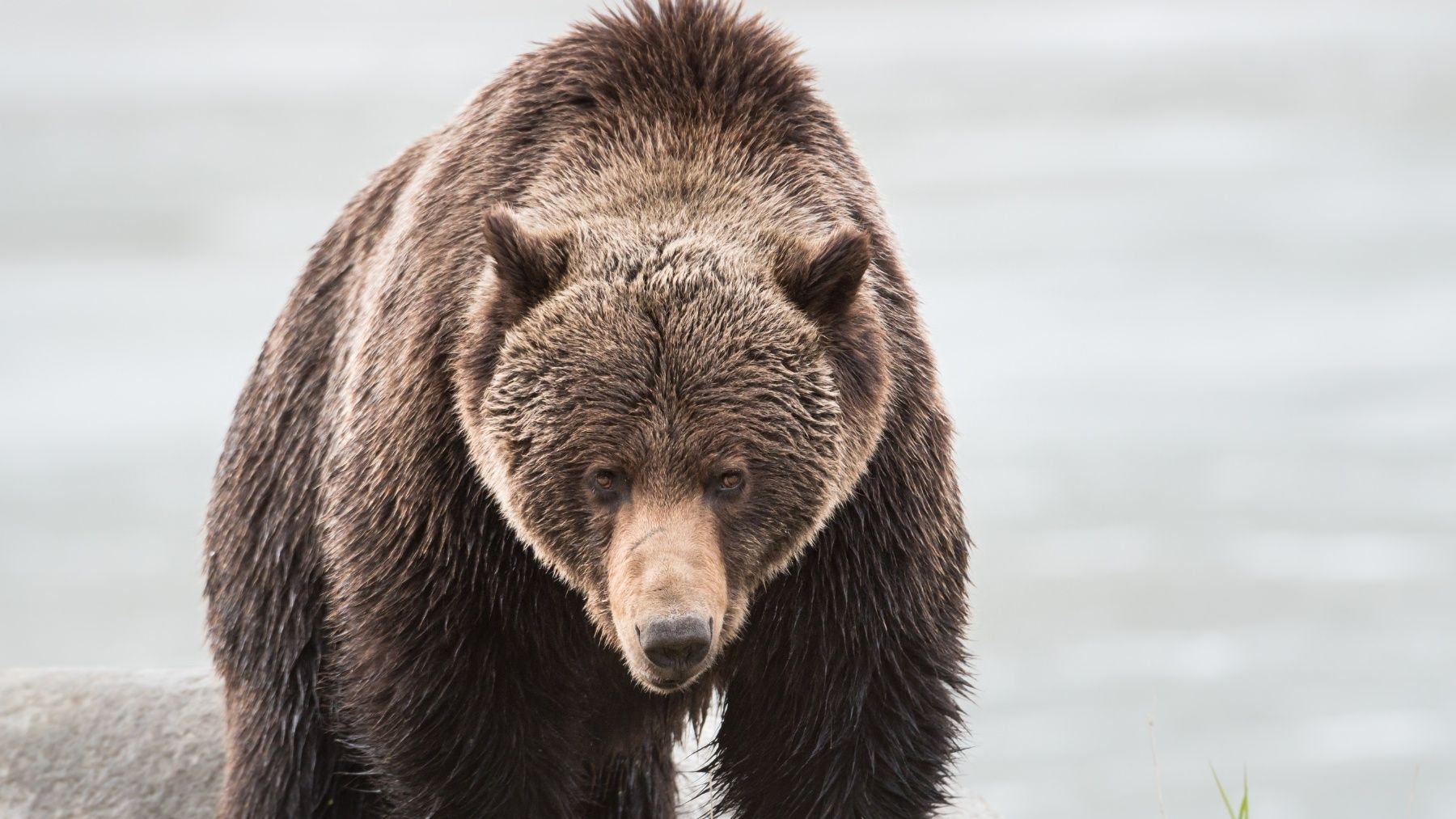 Brown bear standing in shallow water, facing forward against a blurred gray background