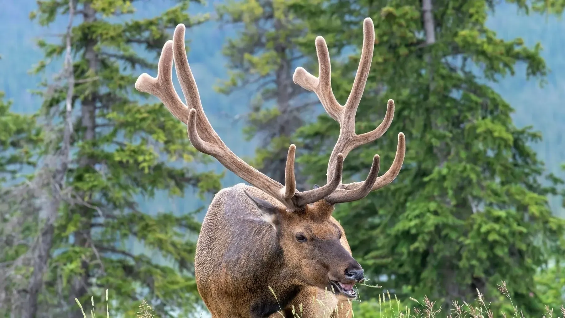 A buck with large antlers standing in a forest, with trees and blue sky in the background.