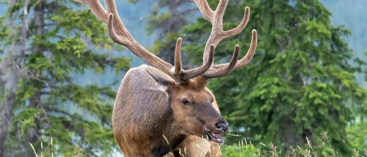 A bull elk with large antlers standing in a forest clearing, trees blurred in the background.