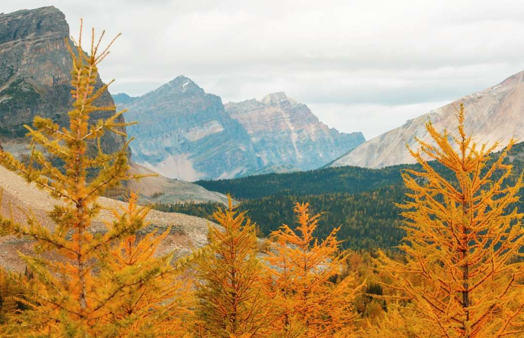 Autumn trees with golden leaves in front of rugged mountains under a cloudy sky