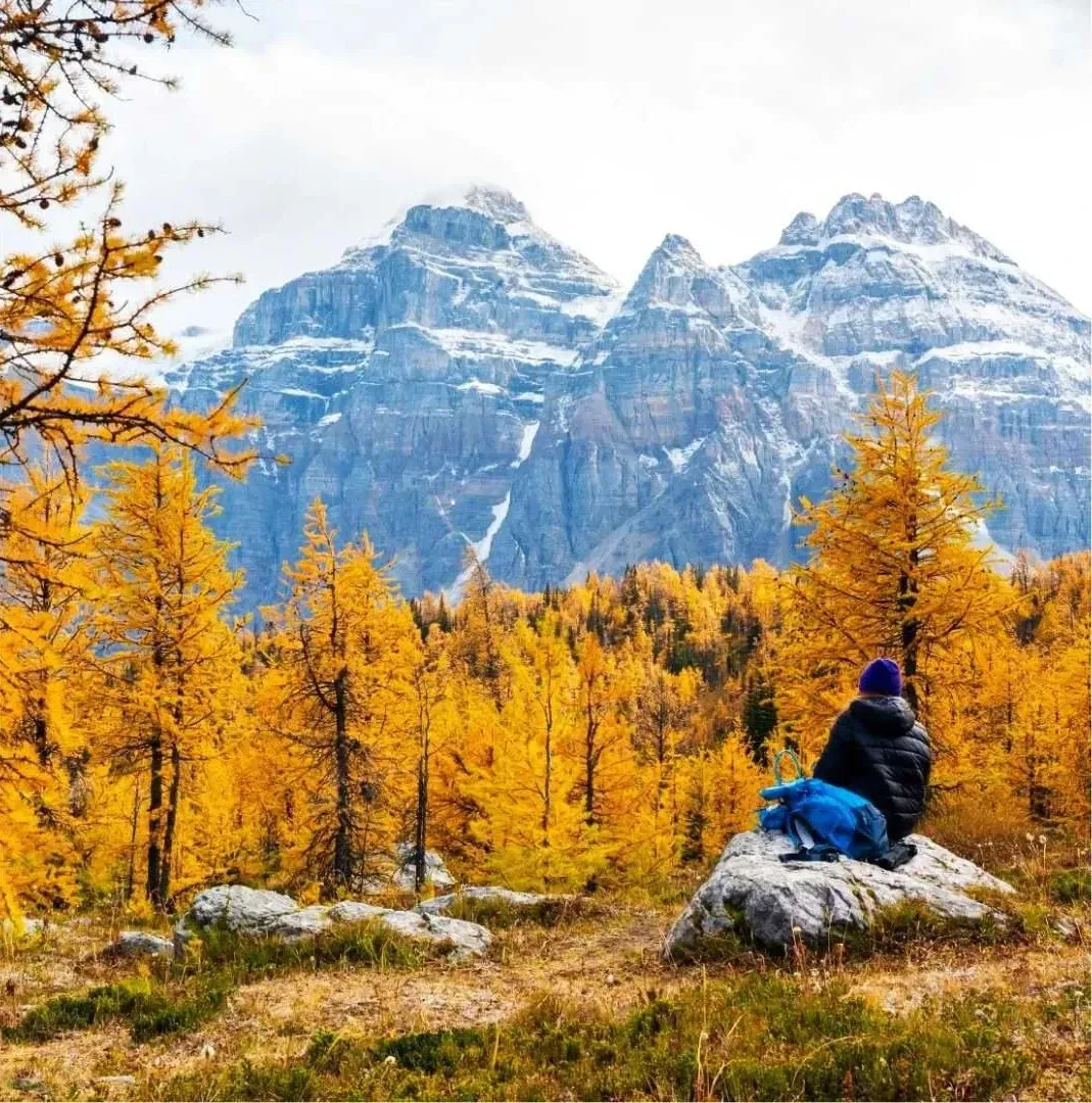 Person sits on a rock overlooking golden autumn larches and snow-capped mountains.