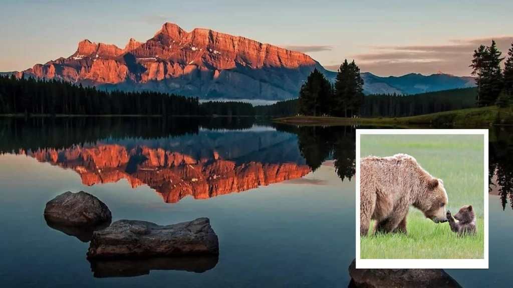 Sunset mountain reflected in a lake, with a bear and cub inset in the lower right.
