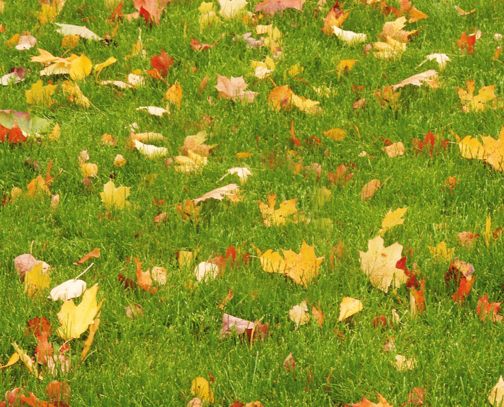 Fall leaves covering a lawn in central Illinois, exactly the buildup Harkins Landscaping removes before the ground freezes