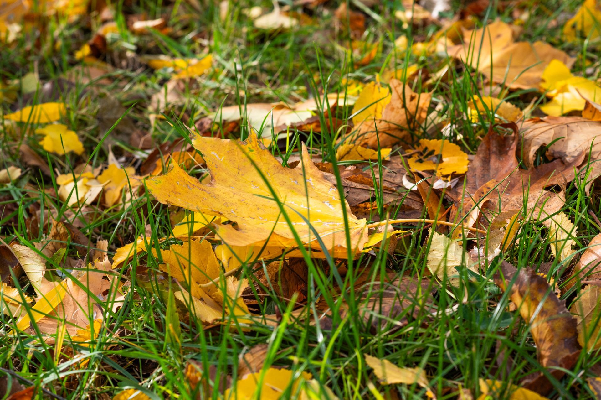 Yellow autumn leaves scattered across green grass, the kind of leaf buildup that needs removal before Illinois winter sets in