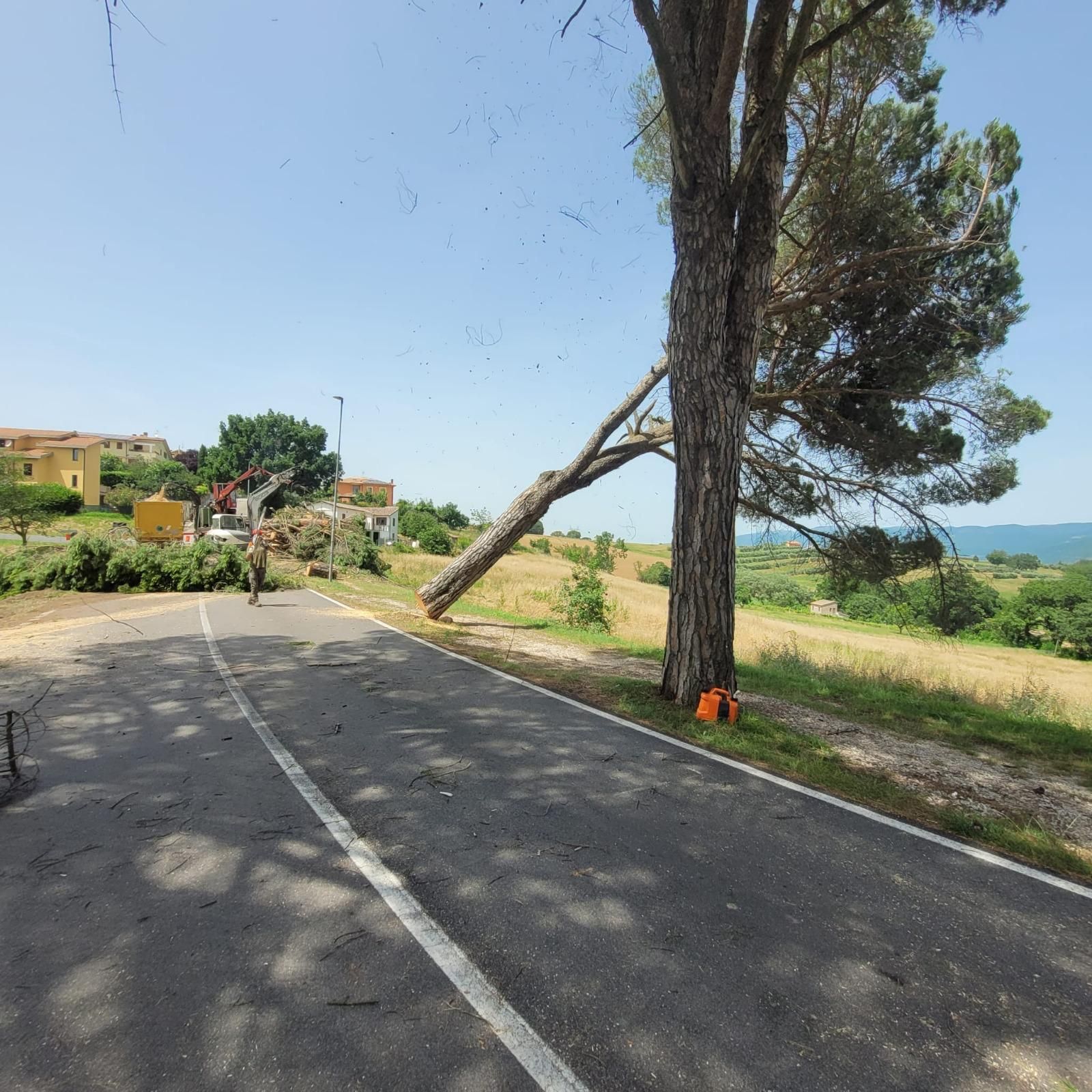 Un albero viene abbattuto su una strada,