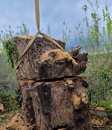 Un grande ceppo d'albero sollevato da una gru