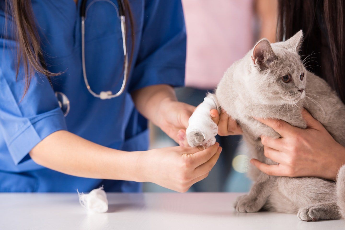 Staff veterinario