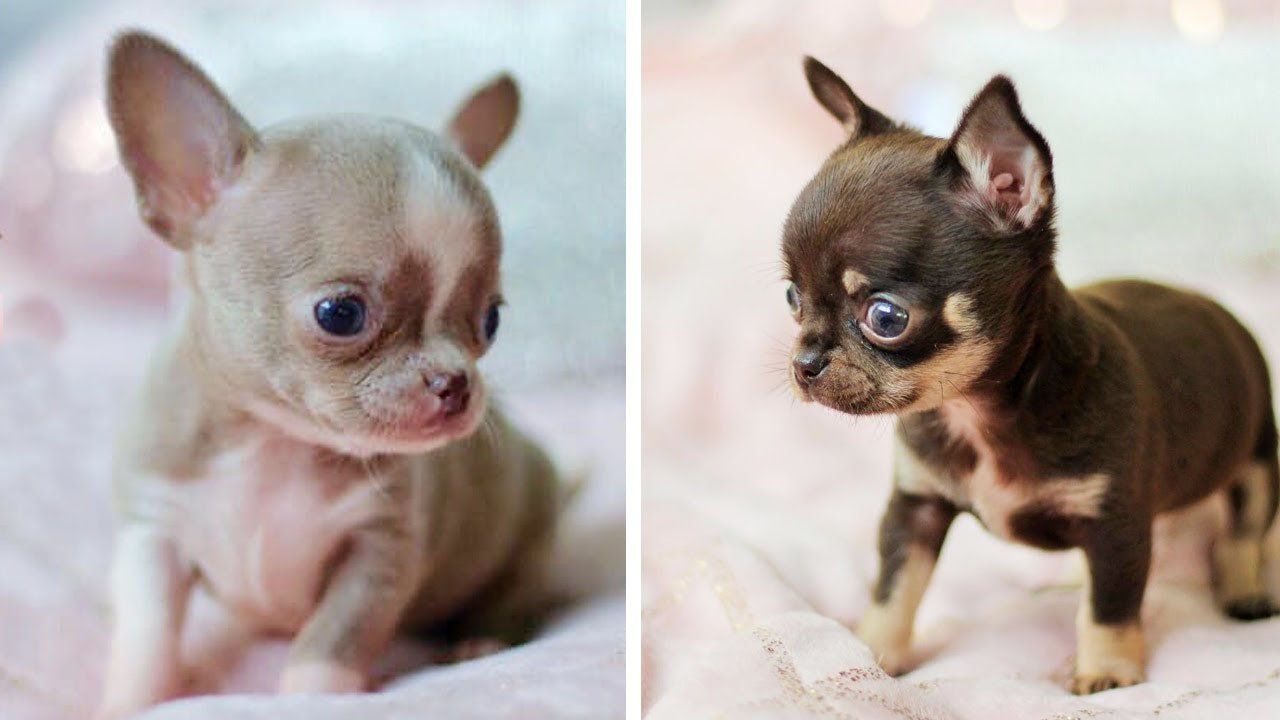 criadero de chihuahuas