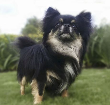 chihuahuas en venta