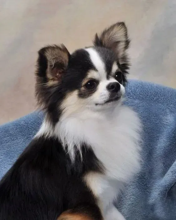 Criadero de Chihuahuas en Mesa