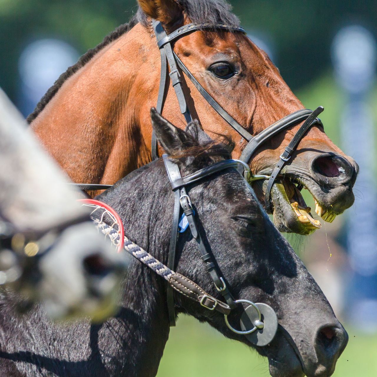 A brown horse and a black horse are standing next to each other