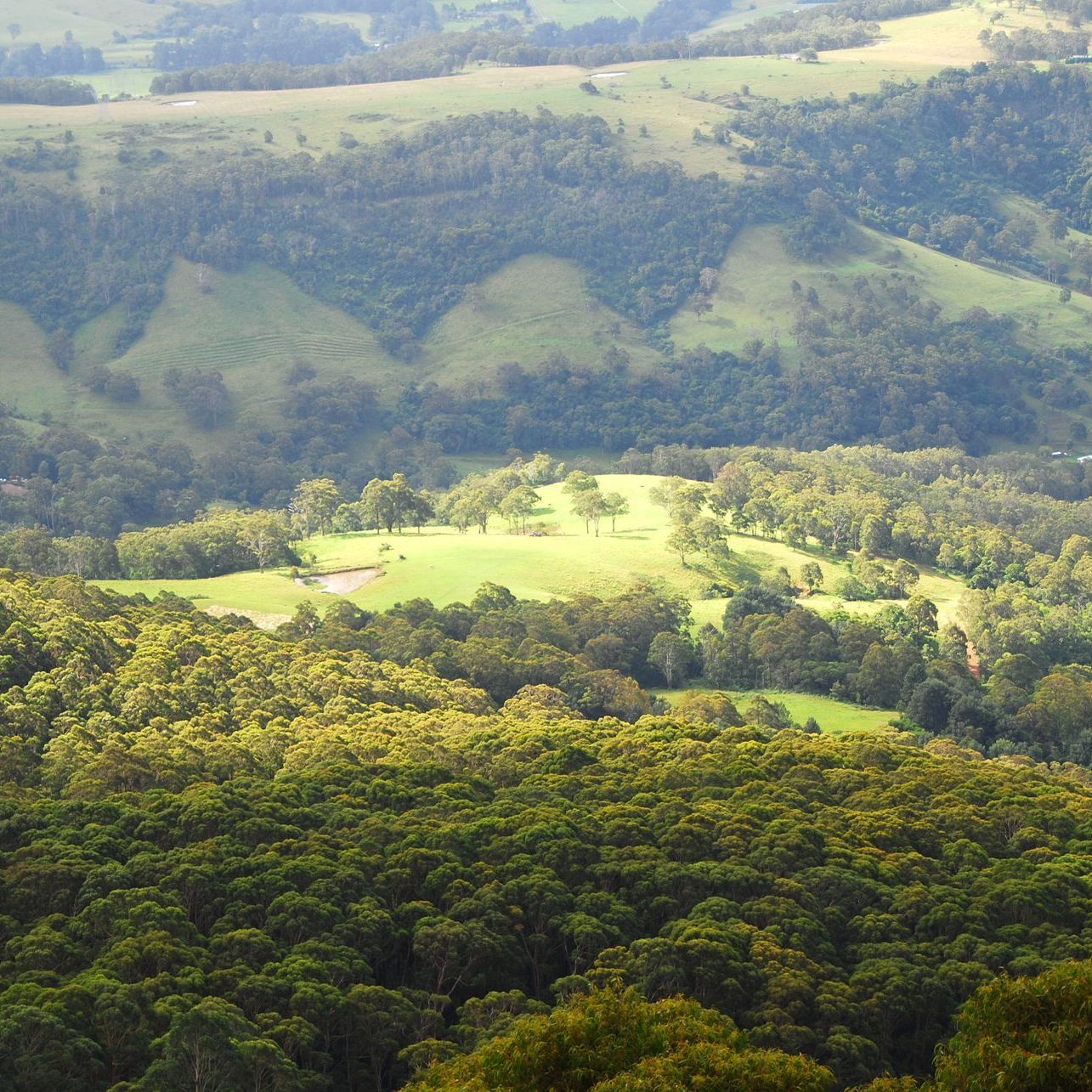 An aerial view of a valley with trees and grass in South East NSW