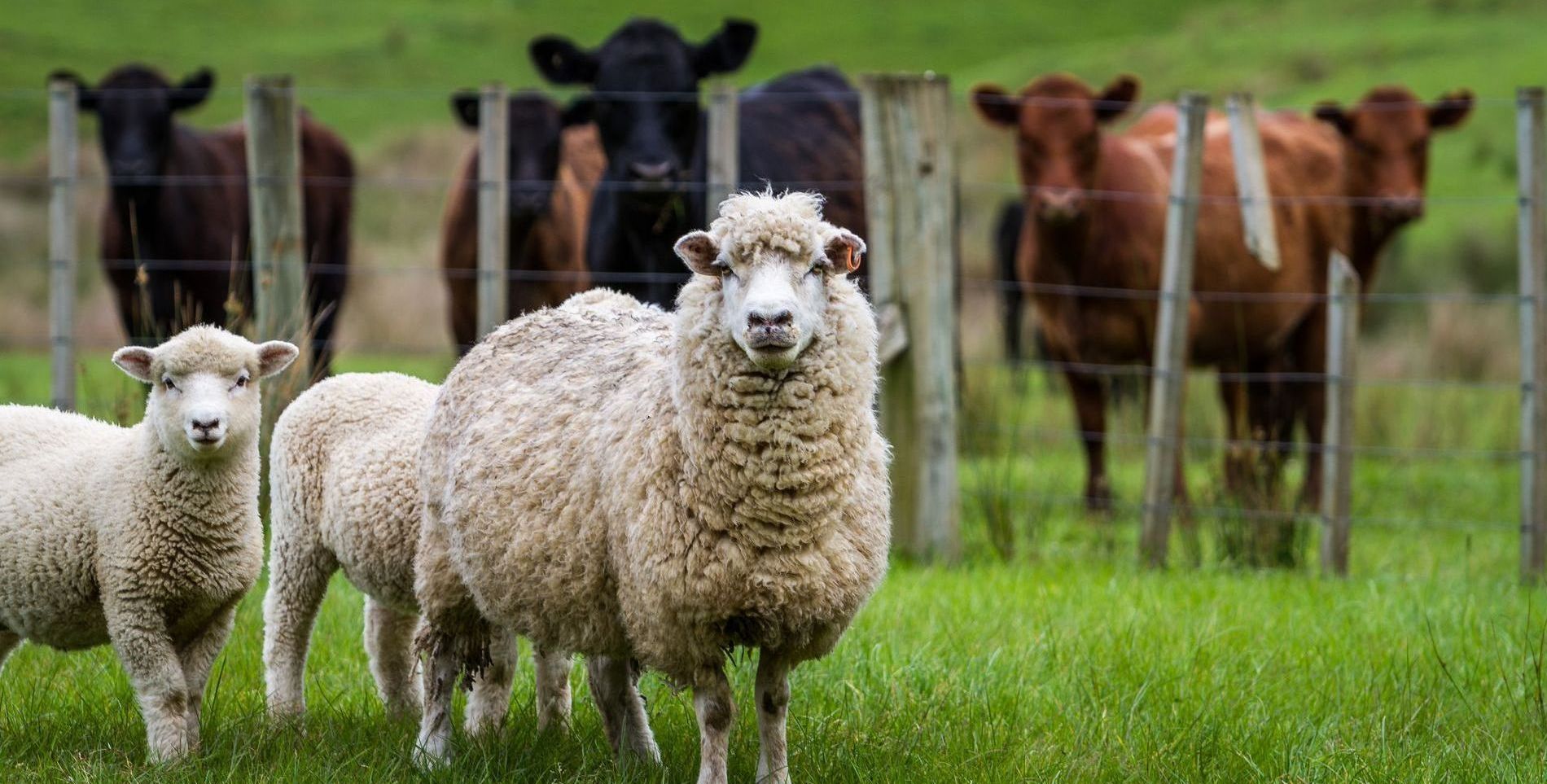 Sheep