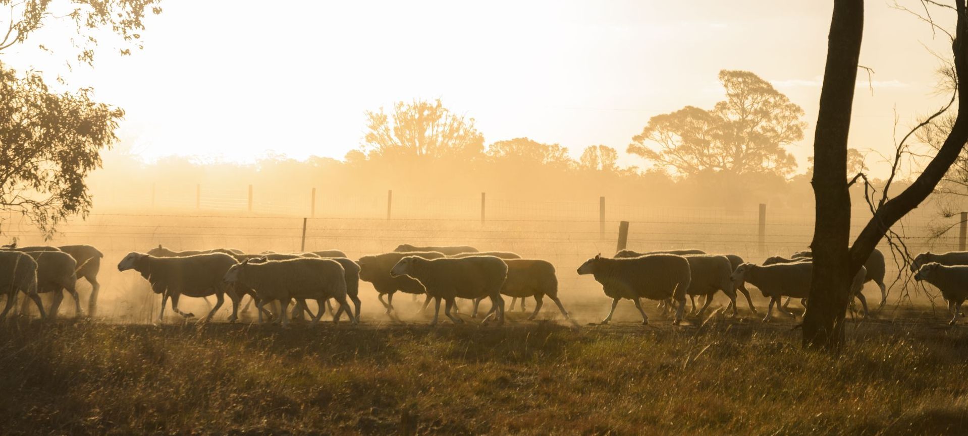 Sheep Herd